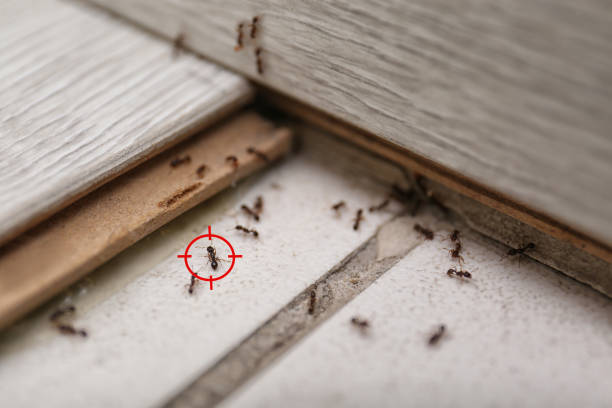 Reliable Wernersville, PA Pest Control Solutions