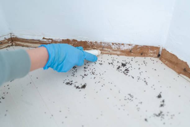 Best Local Pest Control Services  in Wernersville, PA